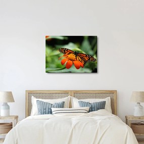 Pillangó képe a virágon (70x50 cm)