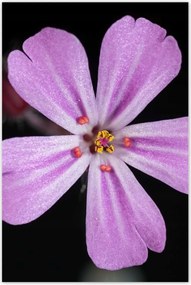 Poszterek 80x120 Nőnap Ajándék Love