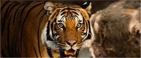 Tigris képe (120x50 cm)