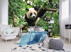 Fotótapéta - Panda a fán (152,5x104 cm)