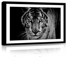 Tigris fekete-fehérben, vászonkép, 60x40 cm méretben