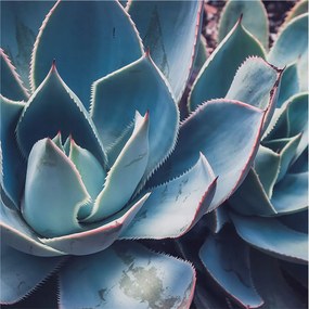 Fotótapéta Flizelin Dekoratív Hálószoba Zöld aloe vera 250x250 Ragasztó