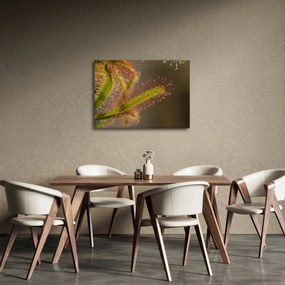 A növény képe (70x50 cm)