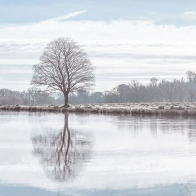 Poszter 100x100cm Fa tükröződése a tóban, Assaf Frank