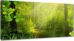 Vászonkép 115x55 Varázslatos erdő Tájkép