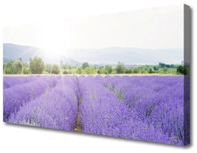 Vászonkép Lavender Field Mező Természet 120x60 cm