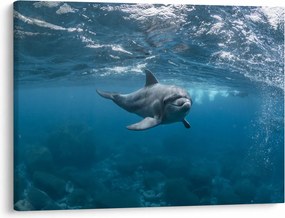 Kép - Delfin a felszín alatt (70x50 cm)
