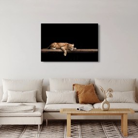 Kép - Lioness (90x60 cm)