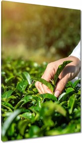 Vászonkép 80x120 Tealevelek gyűjtése