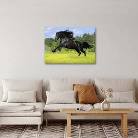 Kép - Ló hullámzó sörénnyel (70x50 cm)