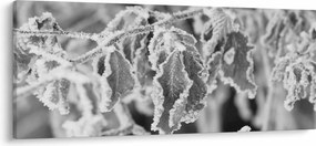 Kép - Fagyott levelek, fekete-fehér (120x50 cm)