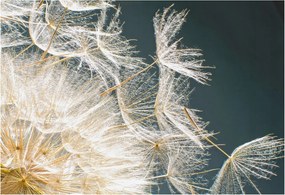 Fotótapéta Fali tapéta Hálószoba Nappali Pitypang könnyedség 152x104