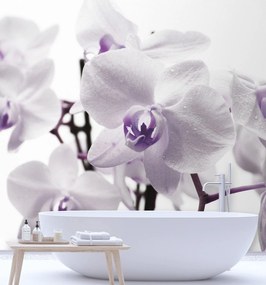 Gario Fotótapéta Lila orchidea harmattal a szirmokon Anyag: Vlies, Méret: 200 x 200 cm