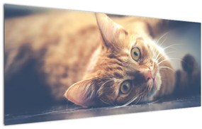 Egy kép a macskáról a padlón (120x50 cm)