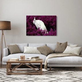 Kép - Fehér páva (90x60 cm)
