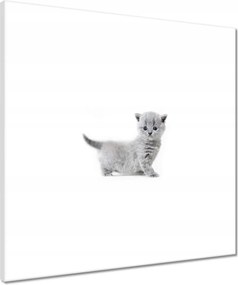 Vászonkép 50x50 Cica Cicák Macskák