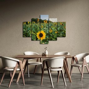 Kép - Napraforgómező II. (150x105 cm)