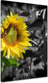 Vászonkép 80x120 Napraforgó