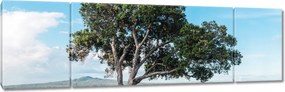 Vászonkép 170x50 Magányos fa