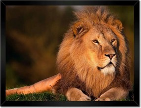 Poszterek keretben 40x30 Oroszlán