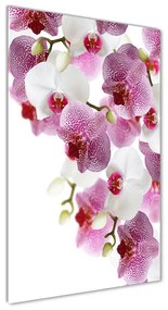 Egyedi üvegkép Orchidea osv-107506962