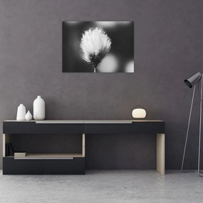 Kép - Fekete-fehér pamutfű (70x50 cm)
