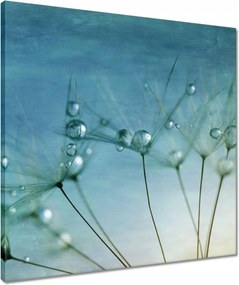 Vászonkép 50x50 Pitypang Virág Virágok