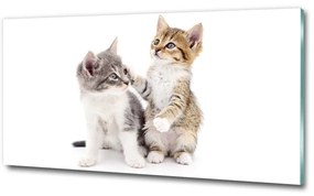 Üvegkép Két kis macska osh-120060855