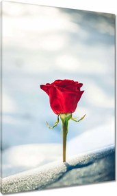 Vászonkép 70x100 Rózsa Virág Virágok Rózsa