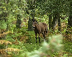 Poszter 50x40cm Vad ló, Assaf Frank