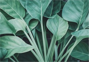 Flizelin tapéta Flizelin falikép Prémium zöld természet 208x146