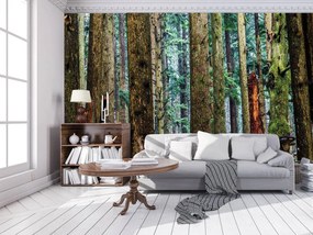 Fotótapéta - Erdő (152,5x104 cm)