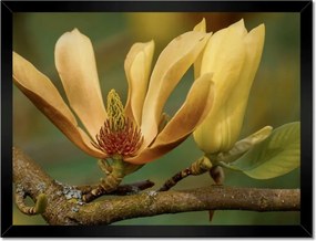 Poszterek keretben 40x30 Virágok