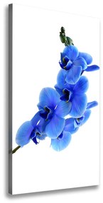 Egyedi vászonkép Kék orchidea ocv-91549599