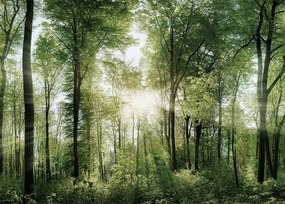 Erdő poszter B2 50x70cm kép #130