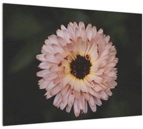 Narancsságra virág képe (üvegen) (70x50 cm)