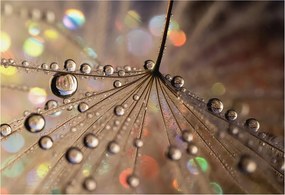 Fotótapéta Flizelin Dekoratív az irodába Gyöngycseppek 152x104 Ragasztó