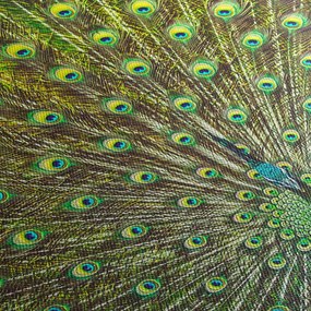 Kép - Páva (70x50 cm)