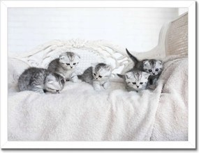 Poszterek keretben 40x30 Cica Cicák