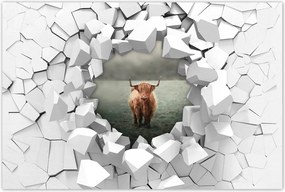 Poszter 60x40 Skót szőrös tehén