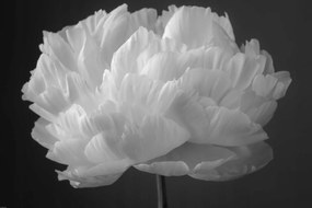 Poszter 91,5x61cm Bazsarózsa virág 2, Assaf Frank