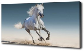 Vászonkép Fehér ló galopp oc-95257889