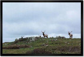 Poszter keretben 60x40 Szarvas felszarvazott