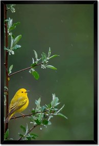 Poszterek keretben 40x60 Madarak