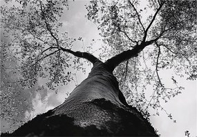 Fotótapéta Erdő A FlizelinEN Gyönyörű Kilátás fotótapéta falra ragasztó