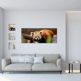 Vörös panda képe (120x50 cm)