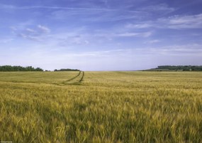 Poszter 29,7x21cm Búzamező a kék égbolt hátterében, Assaf Frank