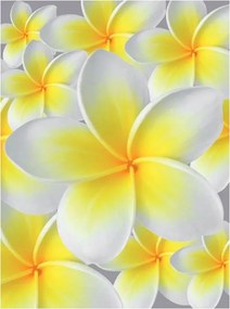 Fotótapéta Plumerie Trópusi finomság a falon vinil 184x254 +ragasztó