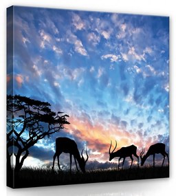 Antilopok pirkadatkor, vászonkép, 80x80 cm méretben