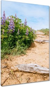 Vászonkép 80x120 Lépcsők Virágok Rét